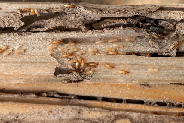Best Wasp Removal Services  in Rancho Mirage, CA