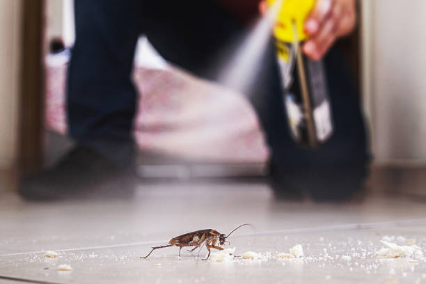 Best Rodent Control Near Me  in Rancho Mirage, CA